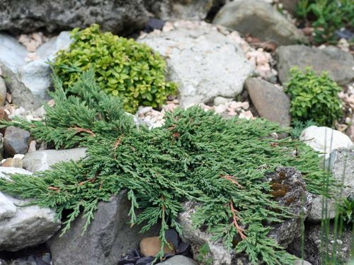 Jałowiec płożący Pancake C2 na Arena.pl