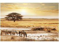 60X40CM SAFARI OBRAZ