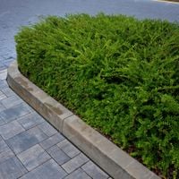 product-compare-57951115