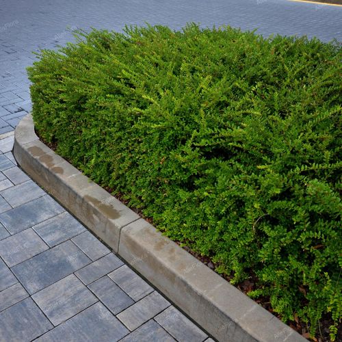 Suchodrzew chiński Duża sadzonka (Lonicera pileata) Doniczka 2.0L na Arena.pl