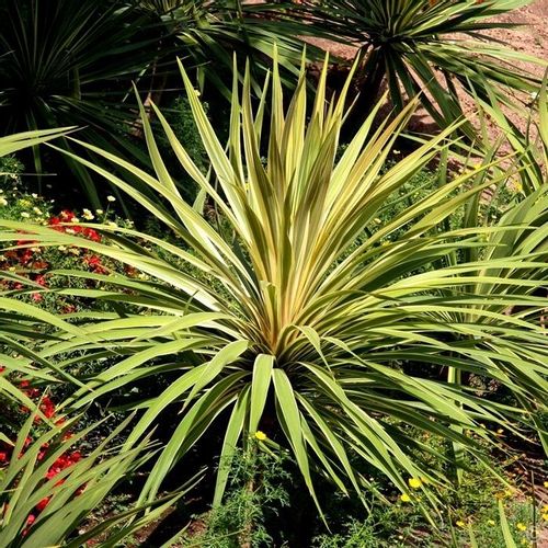 JUKA YUCCA Bright Edge sadzonki P9 na Arena.pl