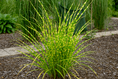 Miskant chiński 'Apache' Niski Pstry (Miscanthus sinensis) Doniczka 2.0L na Arena.pl