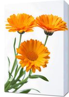 Obraz 40x60cm Słoneczne Kalendule