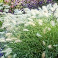 Trawa Rozplenica Kosmata Jednoroczne Kępy Pierzaste Piękne Pennisetum Villo