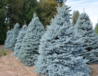 ŚWIERK SREBRNY CHOINKA DUŻA ROŚLINA DONICZKOWANE - sadzonki 150 / 180 cm