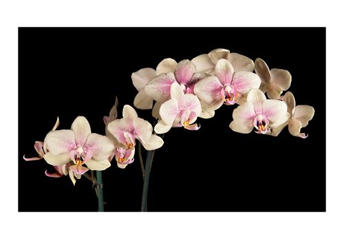 Fototapeta - Kwitnąca orchidea 450x270 na Arena.pl