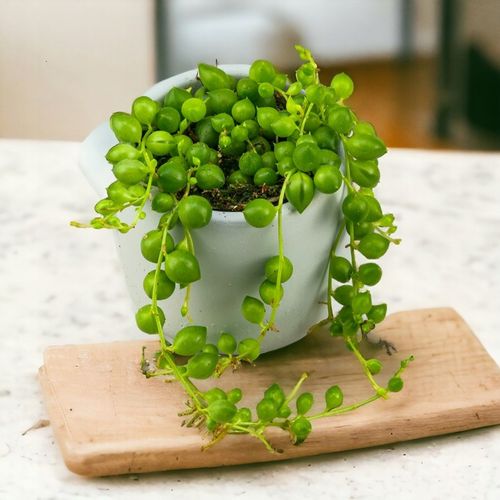 SENECIO rowleyanus STARZEC ROWLEYA D6cm ZIELONE KORALIKI NA SZNURECZKU na Arena.pl