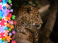 Puzzle tradycyjne Zwierzęta - Lampart