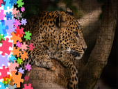 Puzzle tradycyjne Zwierzęta - Lampart
