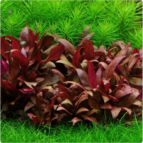 ZESTAW ROŚLIN ŁATWYCH W UPRAWIE NA TRZY PLANY DO AKWARIUM + GRATIS PĘSETA na Arena.pl