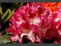 AZALIA biało - czerwona - sadzonki 60 / 80 cm