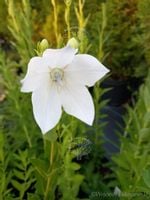 Platykodon biały na skalniak i rabatę