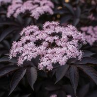 BEZ CZARNY BLACK BEAUTY CIEMNA ELEGANCJA OGRODU