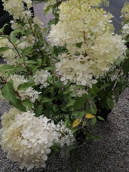 Hortensja Mega Pearl sadzonka bukiet rabata zdjęcie 3