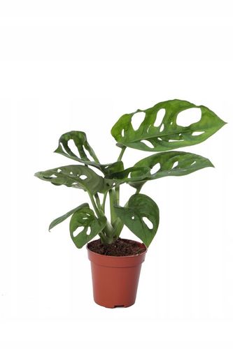 Monstera Monkey Mask Adansonii - Bardzo Ładny Kwiatek Szwajcarski Ser na Arena.pl