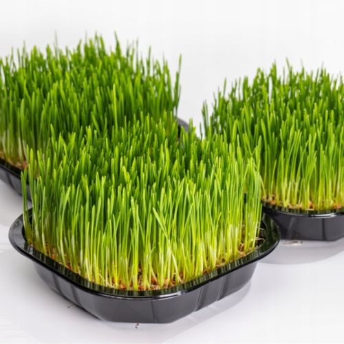 2x EKO Trawka Dla Kota Trawa Odkłaczająca Przysmak EKOLOGICZNA WYROŚNIĘTA na Arena.pl