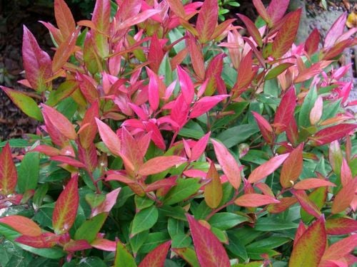 Kiścień RED LIPS 20-40cm Wyjątkowy Krzew na Arena.pl