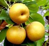 Grusza azjatycka CHOJIURO SŁODKA KARŁOWA