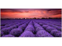OBRAZ LAWENDOWY GAJ SUNSET