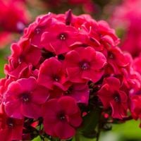 Floks wiechowaty 'Grenadine Dream' (Phlox paniculata) Płomyk Niski Doniczka