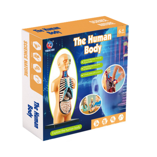 DLA DZIECI ANATOMICZNY MODEL EDUKACYJNY zdjęcie 3