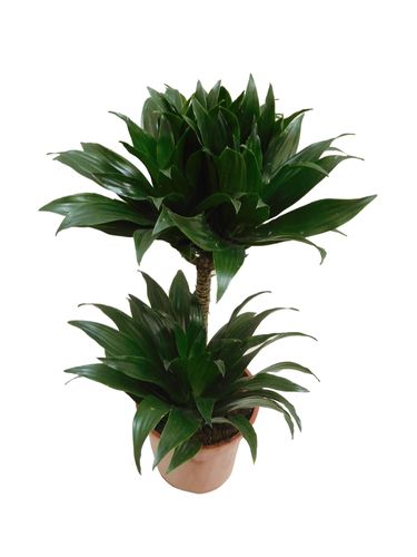 Dracena COMPACTA 55 cm na Arena.pl