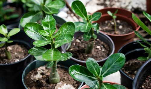 Róża pustyni ADENIUM OBESUM uroczy baobab Adenium opasłe MALUCH na Arena.pl
