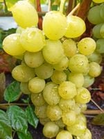 product-compare-57994172