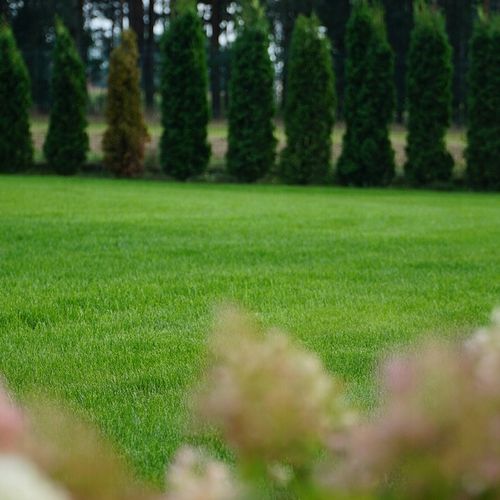 Trawa BARENBRUG RPR Lawn 1kg na Arena.pl