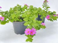 Bakopa Bacopa (Sutera) różowa, sadzonka