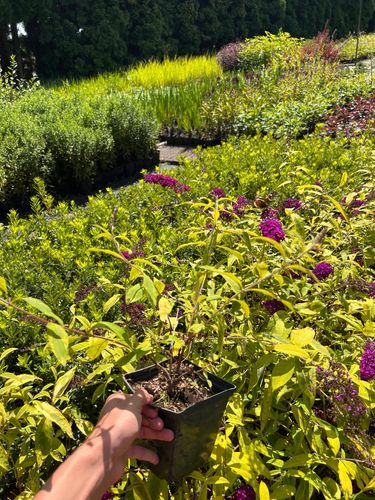 Budleja Dawida 'Santana' (Buddleja davidii) Doniczka 2.0L na Arena.pl