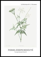 Plakat 50x70cm Design Rotted Chervil, Redoute Vintage do Salonu