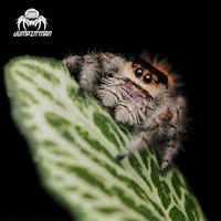 Skakun Królewski Phidippus regius SOROA L4/L5+SIATKA GRATIS.Pająk skakuny