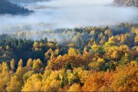 Fototapeta Las we Mgle Natura JESIEŃ do Salonu 450x300