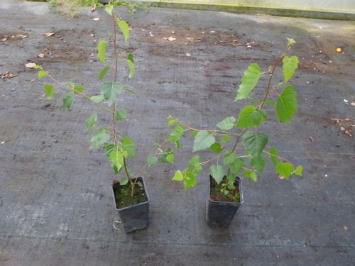 Brzoza płacząca Youngii 10-30cm P9 na Arena.pl