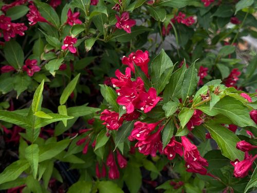 Krzewuszka cudowna 'Red Prince' (Weigela florida) Doniczka 2.0L na Arena.pl