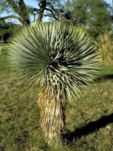 Yucca Thompsoniana Juka mrozoodporna 20-30cm na Arena.pl