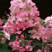 C2 HORTENSJA HYDRANGEA PANICULATA MAGICAL FIRE