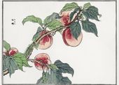 Plakat 18x13cm Gąsienica na Drzewie Morimoto Toko Japoński Vintage do Salon