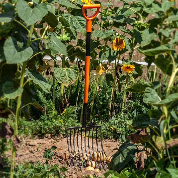 Widły Gable 10-Zębne Do Ziemniaków Buraków 130cm zdjęcie 4