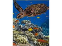 40X50CM OBRAZ PODWODNA NATURA OBRAZ