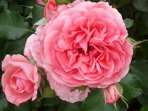 inco florovit roza 3kg ./in/ na Arena.pl