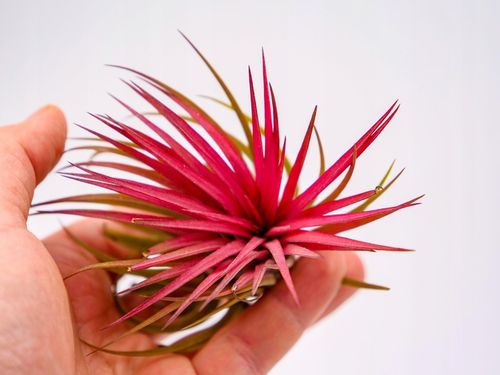 Tillandsia OPLĄTWA ionantha Intensywnie czerwona W ZIMOWYM OPAKOWANIU na Arena.pl