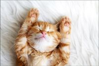 Tło PRODUKTOWE kulinarne Flat Lay na bloga insta