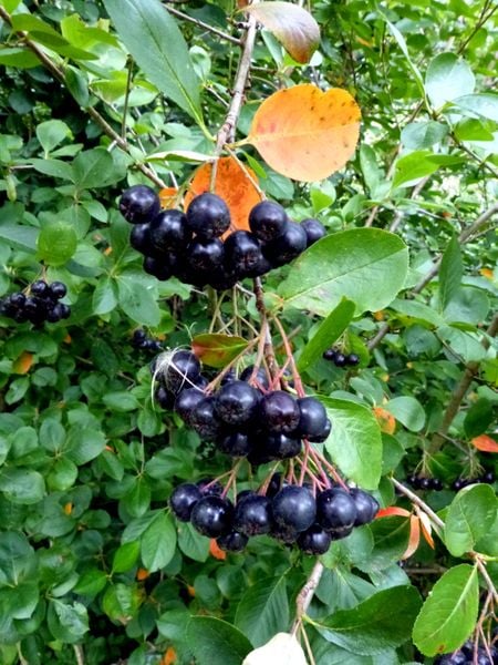 C1 ARONIA MELANOCARPA KRZEWY24 zdjęcie 1