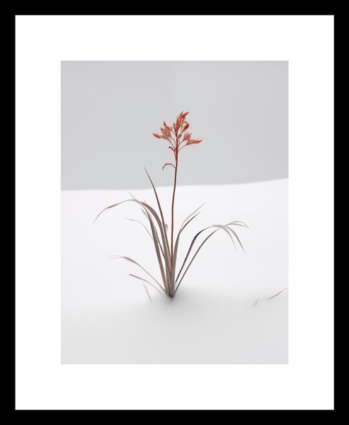 Plakat 15x20cm Subtelność Natury zdjęcie 3