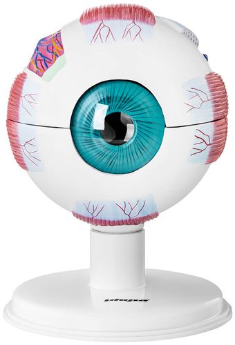 Oko - model anatomiczny Physa PHY-EB-1 na Arena.pl