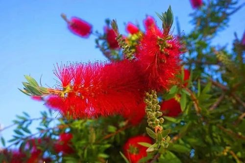 KUFLIK - sadzonki 40 / 60 cm na Arena.pl