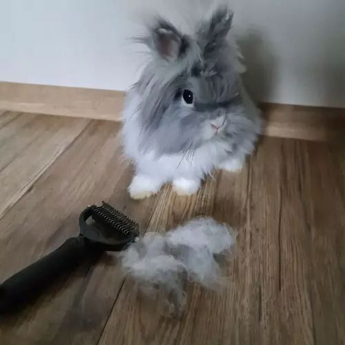 Trymer/ zgrzebło do sierści Purlov 20427 na Arena.pl