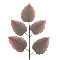 Liść grab x5 jesienny różowy 12 szt